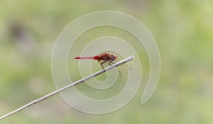 A red dragonfly broad scarlet Crocothemis erythraea in South Africa is perched on top of a stick.