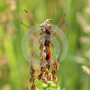 Broad scarlet dragonfly