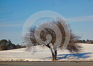 Broad-shaped tree in winter with bifurcated trunk and a web of miniature branches