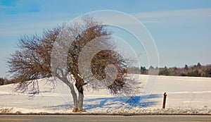 Broad-shaped tree in winter with bifurcated trunk and a web of miniature branches