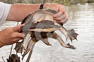 Broad shelled River Turtle