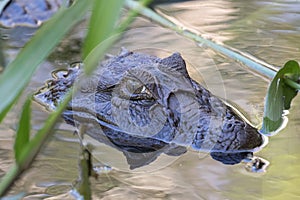 Broad-snouted Caiman