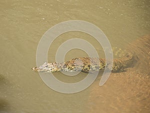 Broad-snouted Caiman