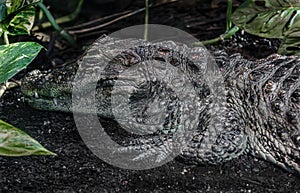Broad-snouted caiman 3