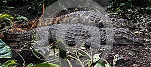 Broad-snouted caiman 4