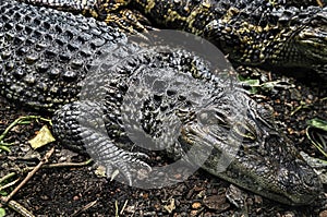 Broad-snouted caiman 5