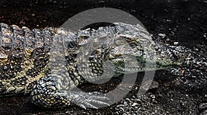 Broad-snouted caiman 6
