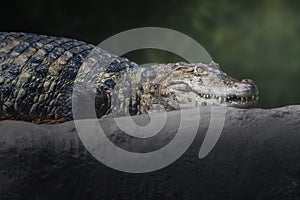 Broad-snouted Caiman - Alligator