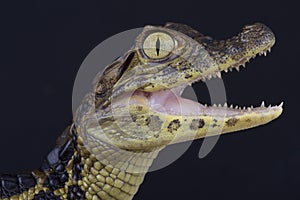 Broad-snouted caiman / Caiman latirostris