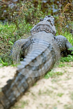 Broad-snouted Caiman (Caiman latirostris)