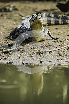 Broad snouted caiman,(Caiman latirostris) baby, Pantanal