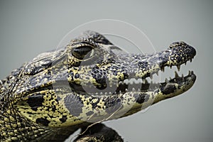 Broad snouted caiman,(Caiman latirostris) baby, Pantanal,