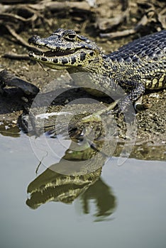 Broad snouted caiman,(Caiman latirostris) baby, Pantanal, Mato Grosso