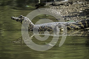 Broad snouted caiman,(Caiman latirostris) baby, Pantanal, Mato Grosso