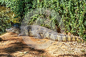 Broad-snouted caiman, Caiman latirostris in Iguazu National park, Foz do Iguacu, Parana State, Brazil