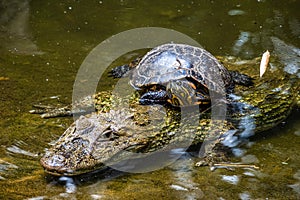 Broad-snouted caiman, Caiman latirostris in Iguazu National park, Foz do Iguacu, Parana State, Brazil