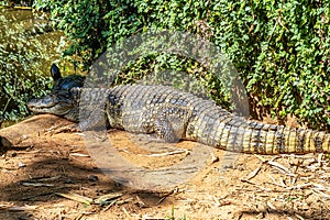 Broad-snouted caiman, Caiman latirostris in Iguazu National park, Foz do Iguacu, Parana State, Brazil