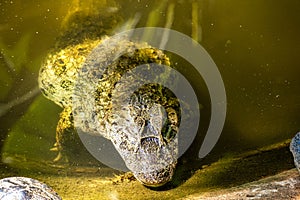 Broad-snouted caiman, Caiman latirostris in Iguazu National park, Foz do Iguacu, Parana State, Brazil