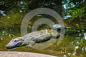 Broad-snouted caiman, Caiman latirostris in Iguazu National park, Foz do Iguacu, Parana State, Brazil