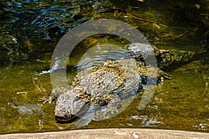 Broad-snouted caiman, Caiman latirostris in Iguazu National park, Foz do Iguacu, Parana State, Brazil