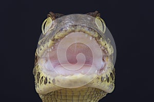 Broad-snouted caiman / Caiman latirostris photo