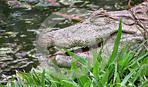 Broad-Snouted Caiman Caiman latirostris Lurking on Swampy Wate photo