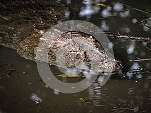 Broad-Snouted Caiman Caiman latirostris Lurking on Swampy Wate photo