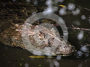 Broad-Snouted Caiman Caiman latirostris Lurking on Swampy Wate