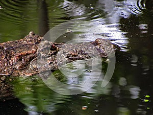 Broad-Snouted Caiman Caiman latirostris Lurking on Swampy Wate photo