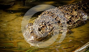 Broad-Snouted Caiman Caiman latirostris Lurking on Swampy Wate photo