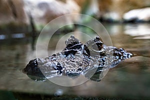 Broad snouted caiman Caiman latirostris in zoo Barcelona