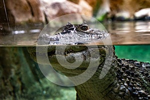 Broad snouted caiman Caiman latirostris in zoo Barcelona