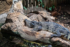 Broad snouted caiman Caiman latirostris in zoo Barcelona