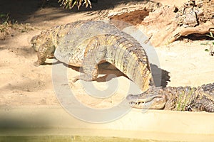 Broad-snouted caiman with turtles photography (Caiman latirostris)