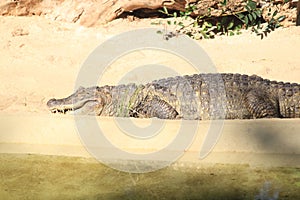 Broad-snouted caiman with turtles photography (Caiman latirostris)