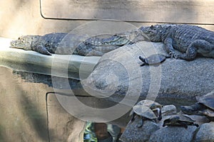 Broad-snouted caiman with turtles photography (Caiman latirostris)