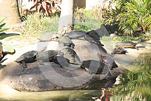 Broad-snouted caiman with turtles photography (Caiman latirostris)