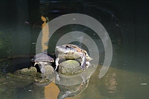 Broad-snouted caiman with turtles photography (Caiman latirostris)