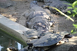 Broad-snouted caiman with turtles photography (Caiman latirostris)