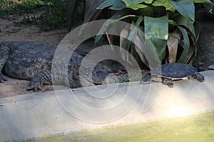 Broad-snouted caiman with turtles photography (Caiman latirostris) photo