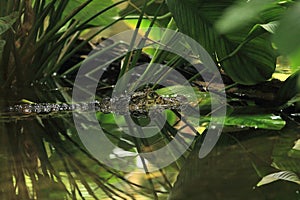 Broad-snouted caiman photo