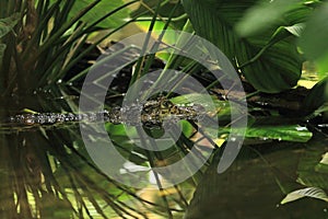 Broad-snouted caiman