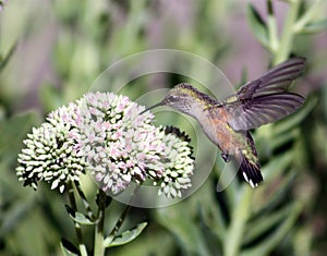 Broad-tailed hummingbird photo