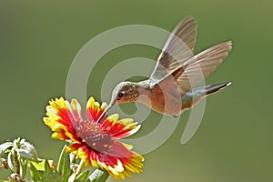 Broad-tailed hummingbird female