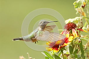Broad-tailed hummingbird female (Selasphorus platycercus)