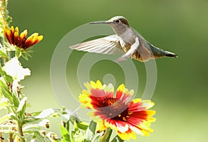 Broad-tailed hummingbird female (Selasphorus platycercus)