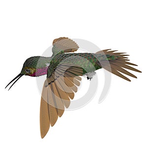 Broad Tailed Hummingbird Flying Pose 3D Illustration Isolated