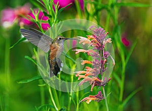 A Broad-tailed Hummingbird hovering and feeding on Hummingbird Mint flowers