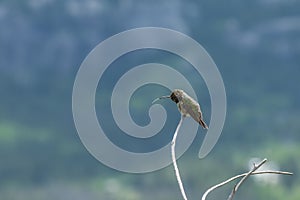 Broad tailed Hummingbird sticking out his toungue