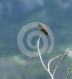 Broad tailed Hummingbird sticking out his toungue